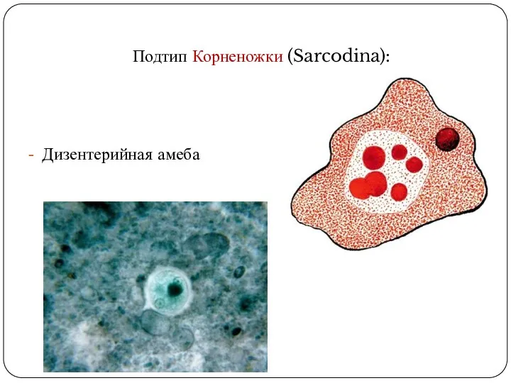 Подтип Корненожки (Sarcodina): Дизентерийная амеба