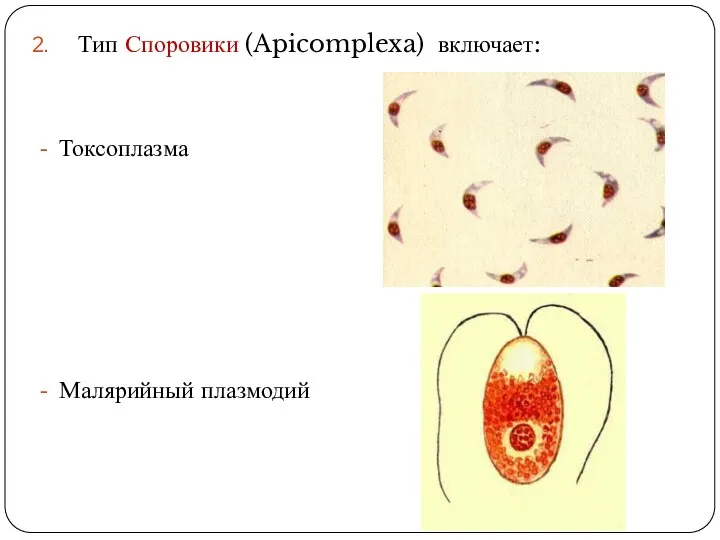 Тип Споровики (Apicomplexa) включает: Токсоплазма Малярийный плазмодий