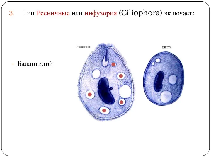 Тип Ресничные или инфузория (Ciliophora) включает: Балантидий