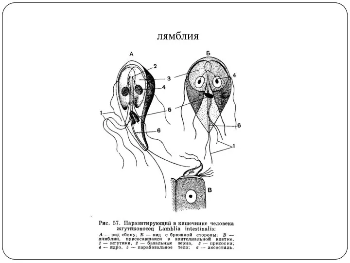 лямблия