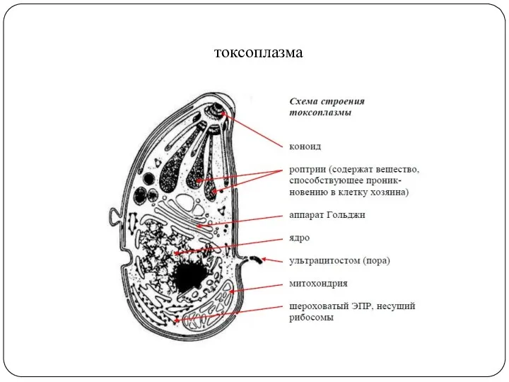 токсоплазма