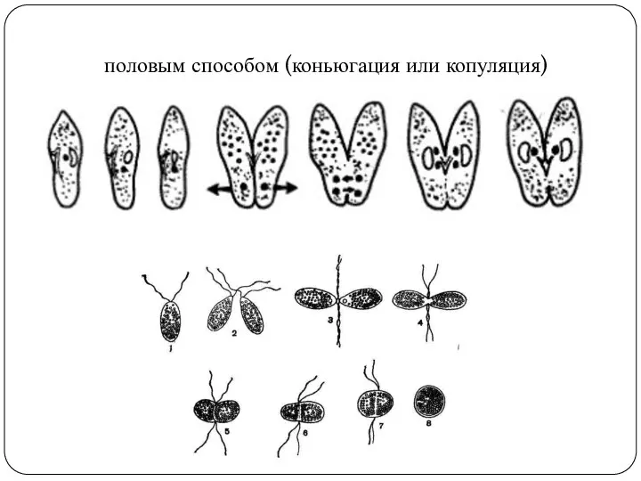 половым способом (коньюгация или копуляция)
