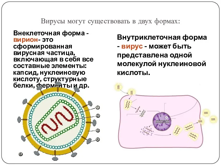 Вирусы могут существовать в двух формах: Внеклеточная форма - вирион-