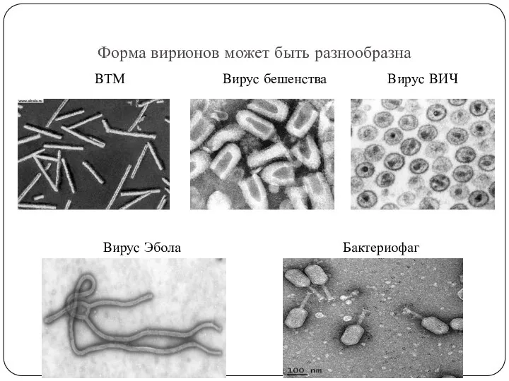 Форма вирионов может быть разнообразна ВТМ Вирус бешенства Вирус ВИЧ Вирус Эбола Бактериофаг