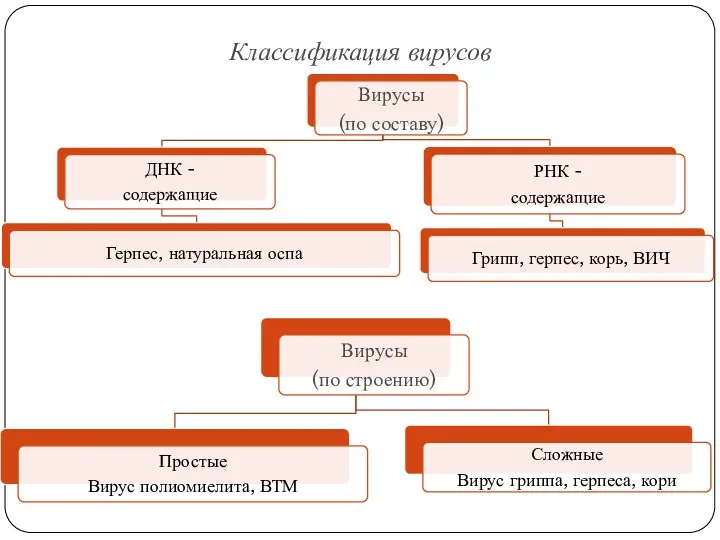 Классификация вирусов