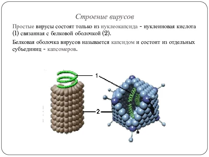 Строение вирусов Простые вирусы состоят только из нуклеокапсида - нуклеиновая