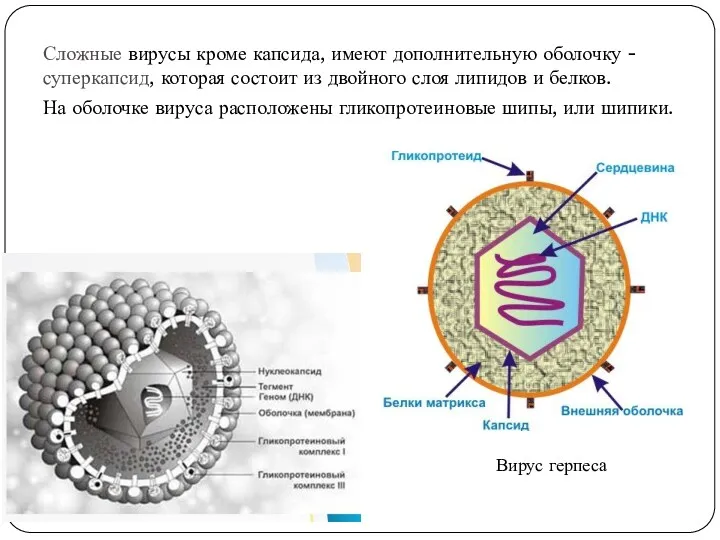 Сложные вирусы кроме капсида, имеют дополнительную оболочку - суперкапсид, которая