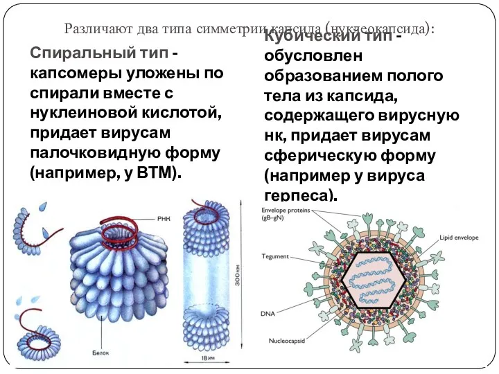 Различают два типа симметрии капсида (нуклеокапсида): Спиральный тип - капсомеры