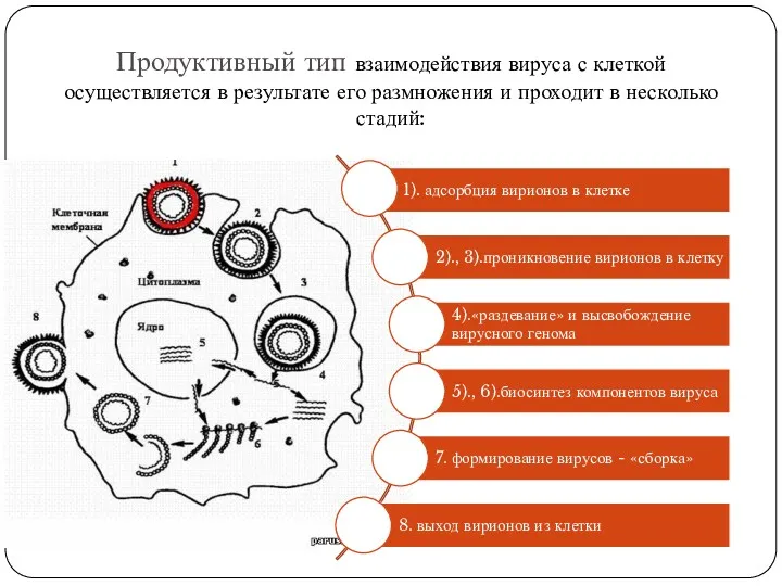 Продуктивный тип взаимодействия вируса с клеткой осуществляется в результате его размножения и проходит в несколько стадий: