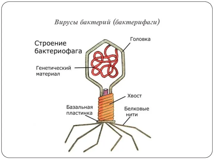 Вирусы бактерий (бактерифаги)