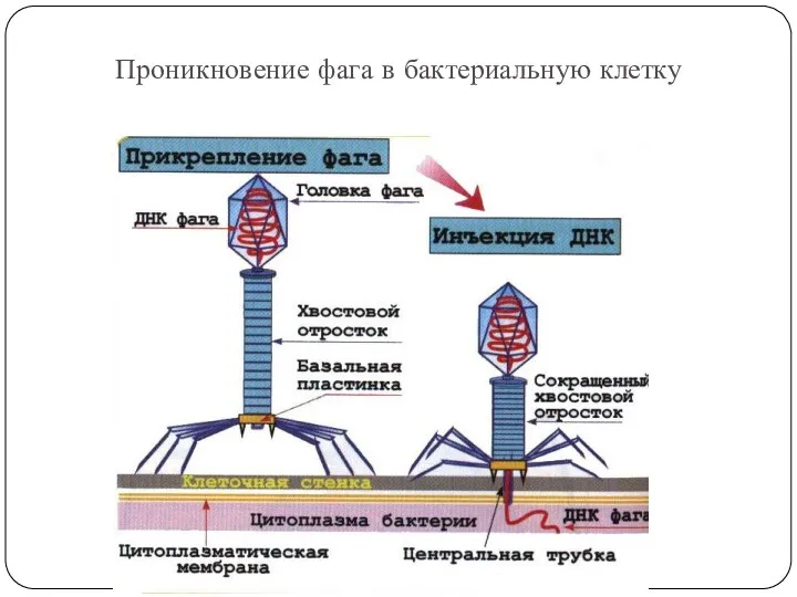 Проникновение фага в бактериальную клетку