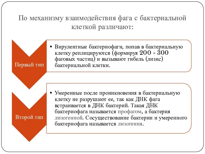 По механизму взаимодействия фага с бактериальной клеткой различают: