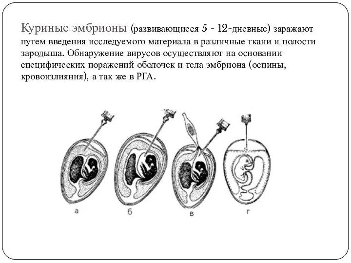 Куриные эмбрионы (развивающиеся 5 - 12-дневные) заражают путем введения исследуемого