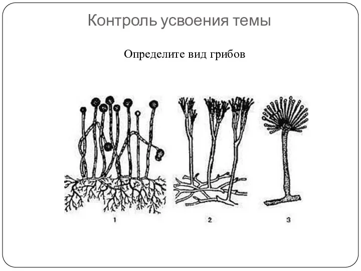 Контроль усвоения темы Определите вид грибов