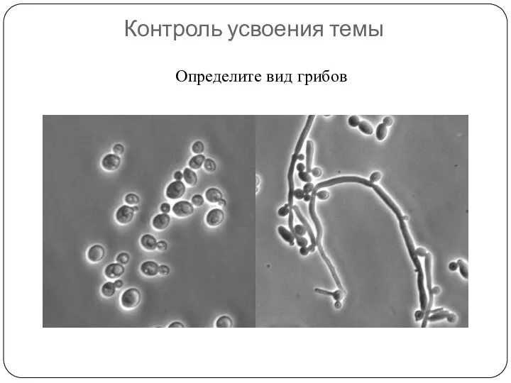 Контроль усвоения темы Определите вид грибов