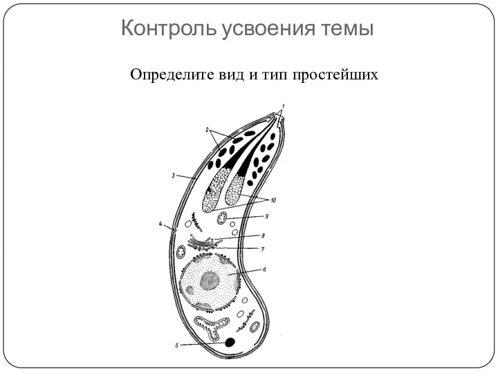 Контроль усвоения темы Определите вид и тип простейших