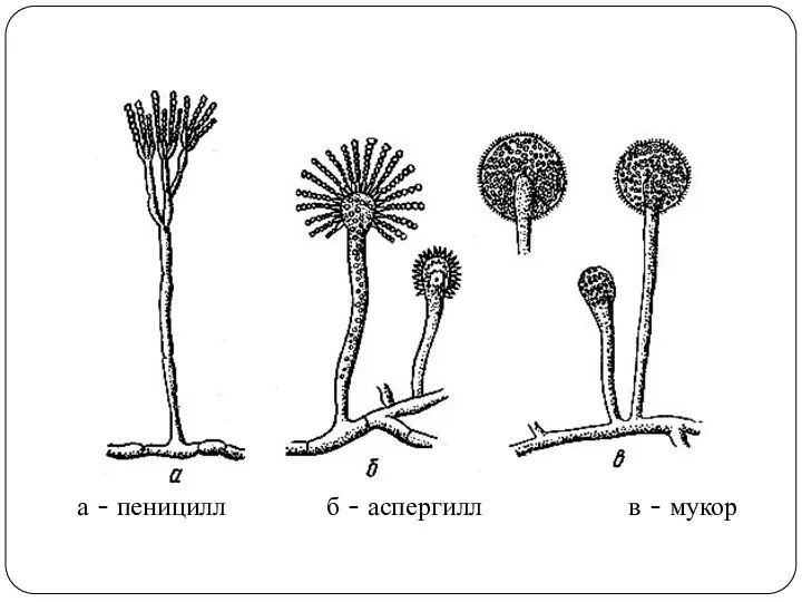 а - пеницилл б - аспергилл в - мукор