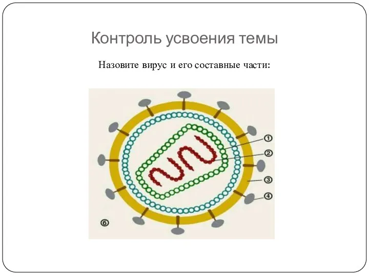 Контроль усвоения темы Назовите вирус и его составные части: