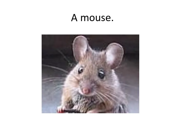 A mouse.