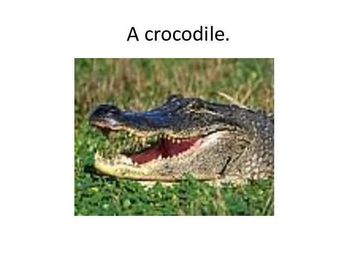 A crocodile.