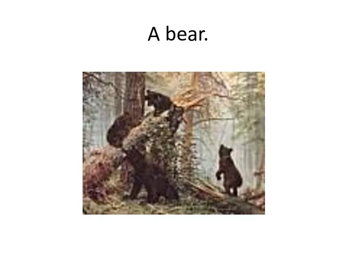 A bear.