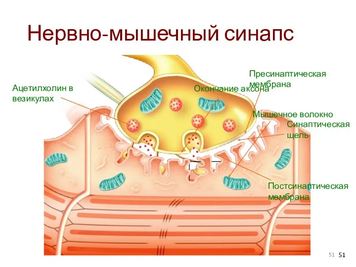 Нервно-мышечный синапс Окончание аксона Мышечное волокно Пресинаптическая мембрана Постсинаптическая мембрана Синаптическая щель Ацетилхолин в везикулах
