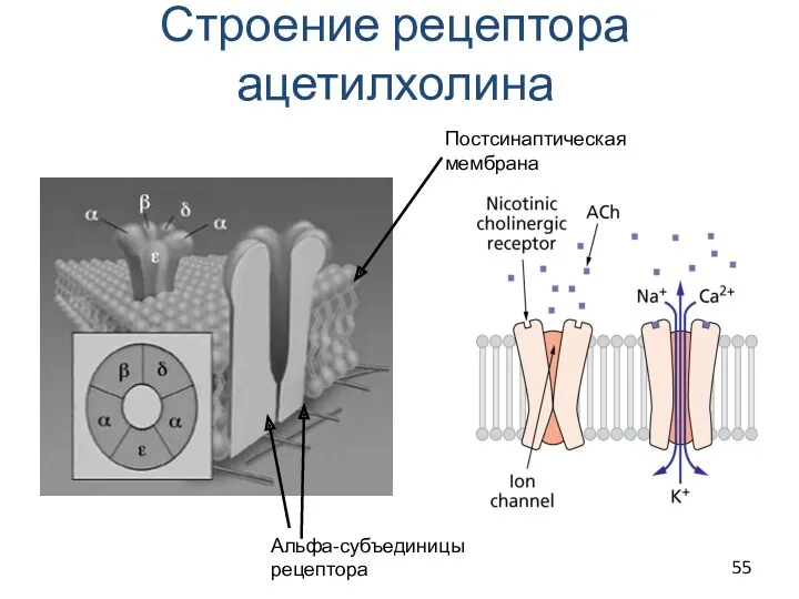 Строение рецептора ацетилхолина Альфа-субъединицы рецептора Постсинаптическая мембрана