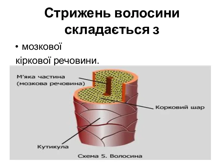 Стрижень волосини складається з мозкової кіркової речовини.