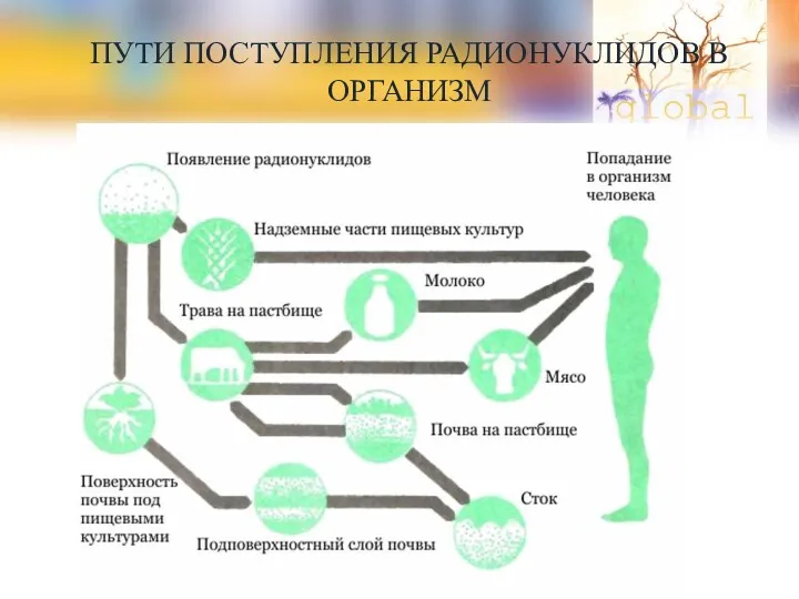 ПУТИ ПОСТУПЛЕНИЯ РАДИОНУКЛИДОВ В ОРГАНИЗМ