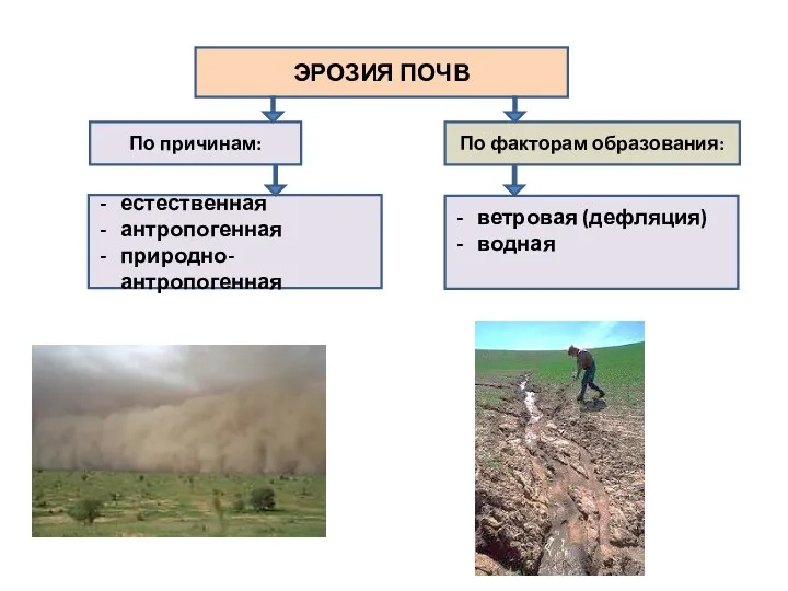 ЭРОЗИЯ ПОЧВ По причинам: По факторам образования: естественная антропогенная природно-антропогенная ветровая (дефляция) водная