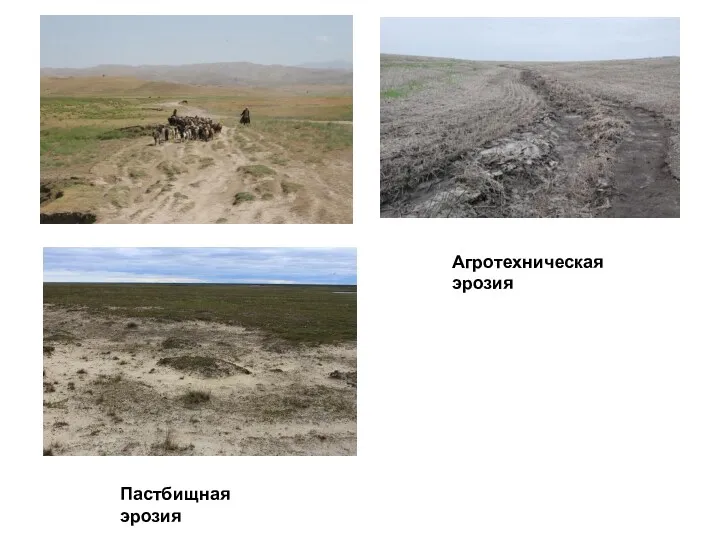 Пастбищная эрозия Агротехническая эрозия