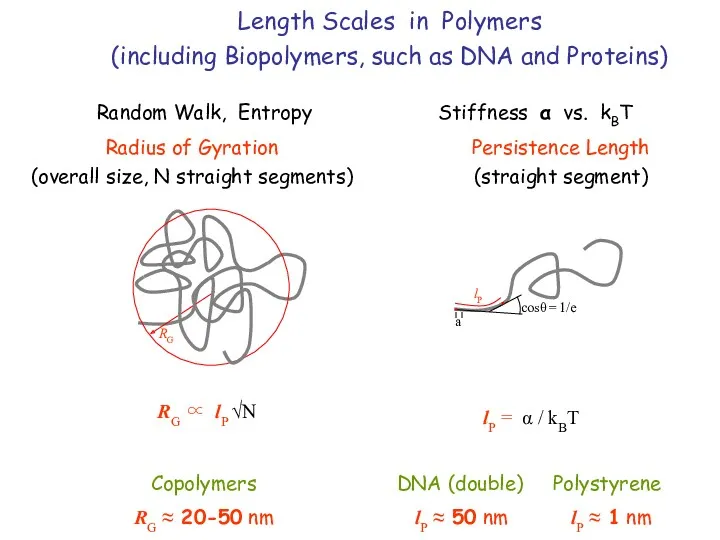 Length Scales in Polymers (including Biopolymers, such as DNA and