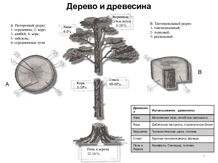 Дерево и древесина А. Поперечный разрез: 1- сердцевина; 2- ядро;