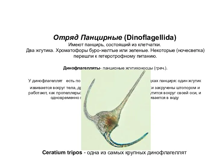 Отряд Панцирные (Dinoflagellida) Имеют панцирь, состоящий из клетчатки. Два жгутика.