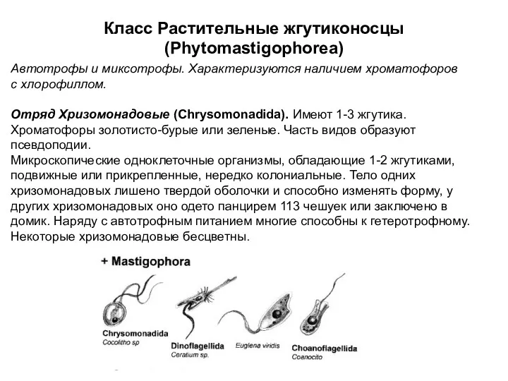 Класс Растительные жгутиконосцы (Phytomastigophorea) Автотрофы и миксотрофы. Характеризуются наличием хроматофоров