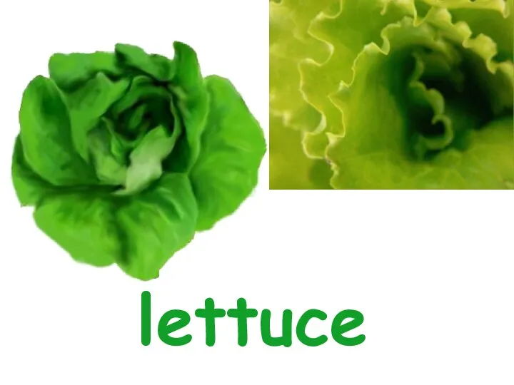 lettuce