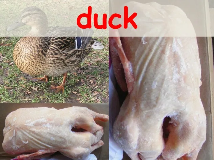 duck