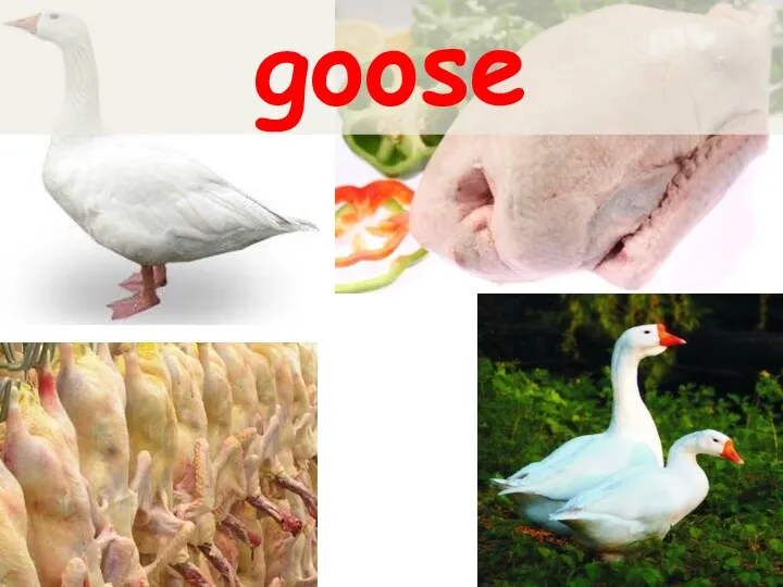 goose