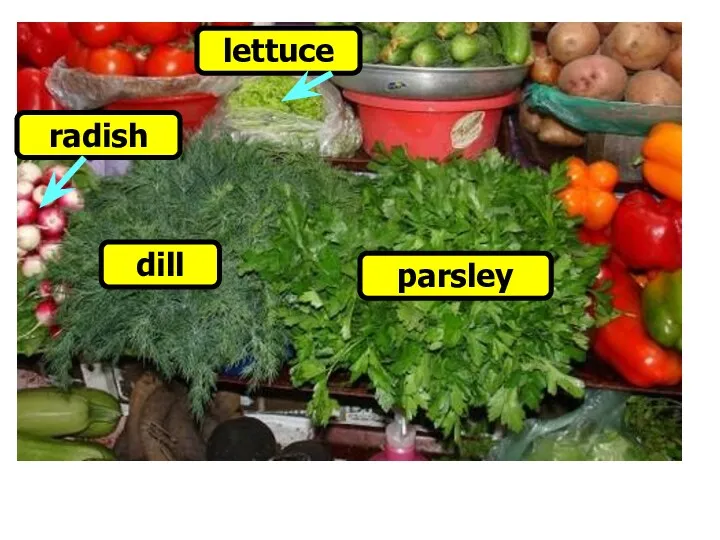 parsley dill lettuce radish