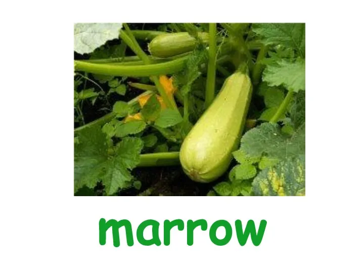 marrow