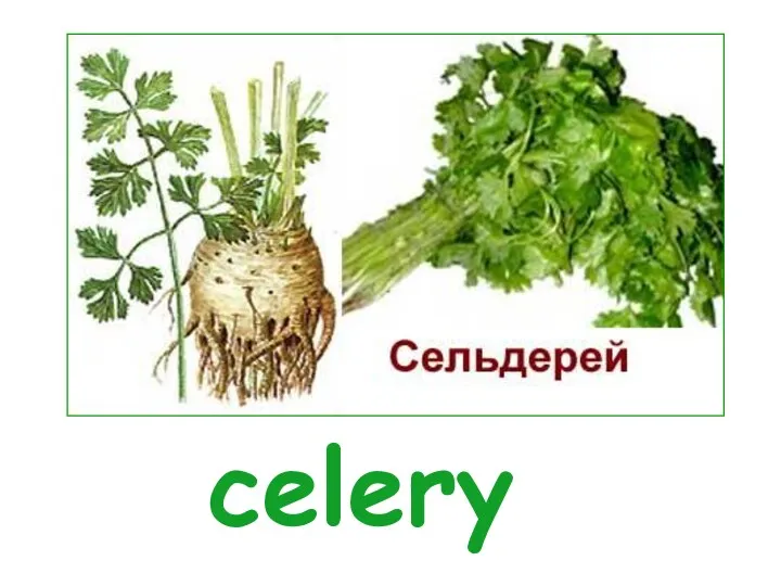 celery