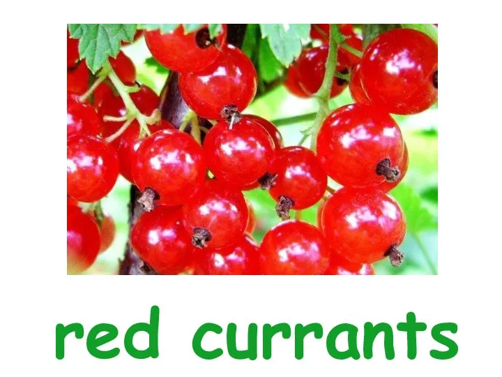 red currants