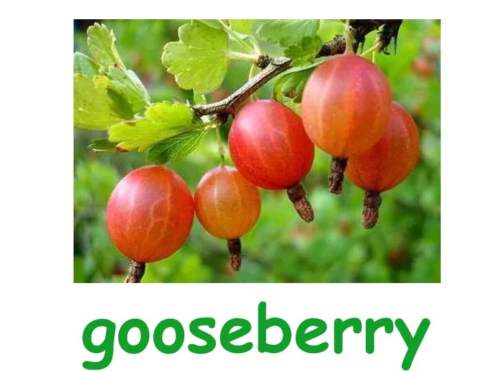 gooseberry