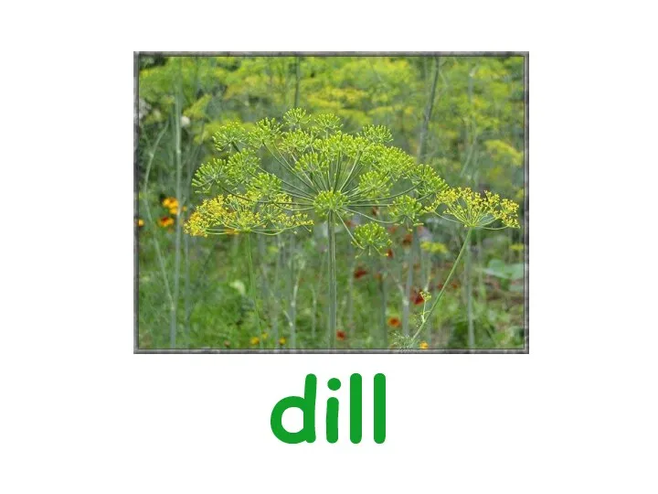 dill