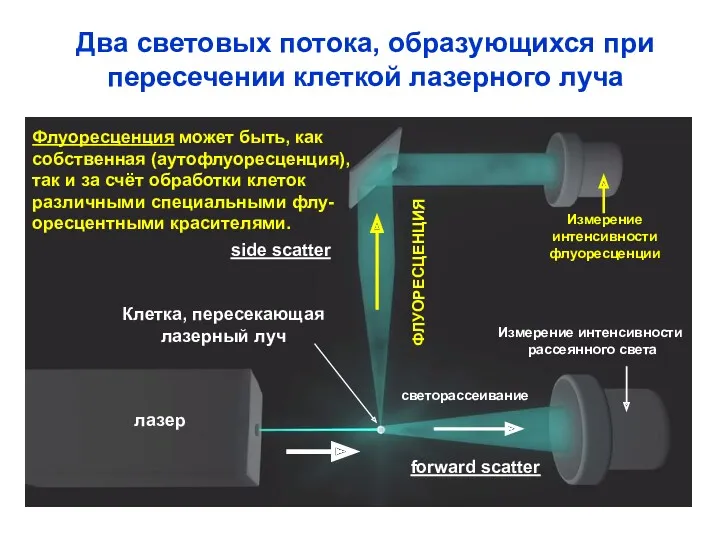 side scatter forward scatter лазер Клетка, пересекающая лазерный луч ФЛУОРЕСЦЕНЦИЯ