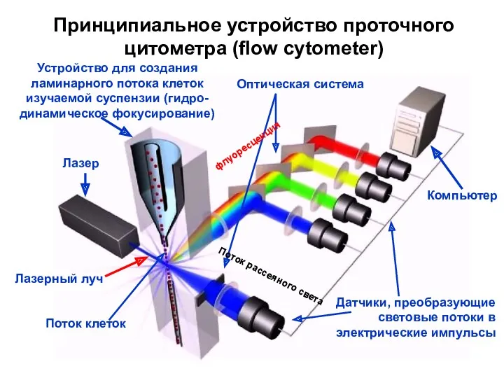 Принципиальное устройство проточного цитометра (flow cytometer) Лазер Устройство для создания