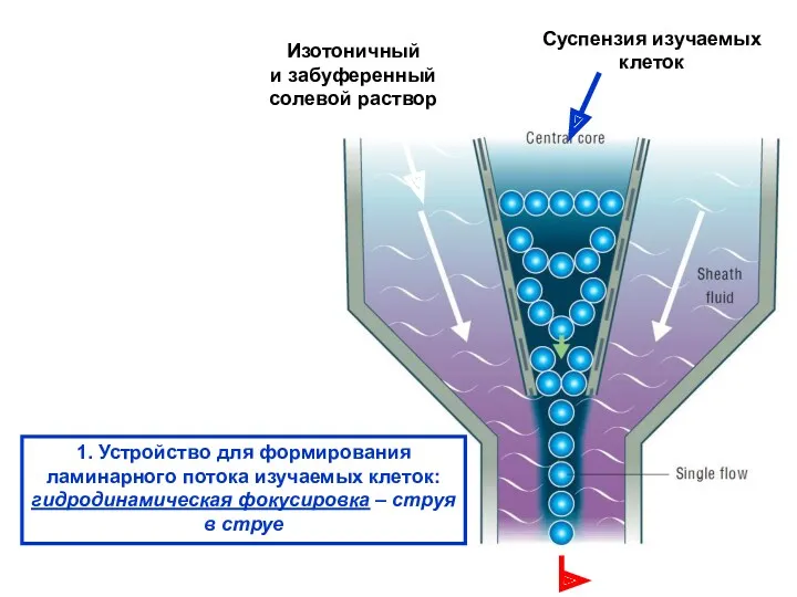 1. Устройство для формирования ламинарного потока изучаемых клеток: гидродинамическая фокусировка