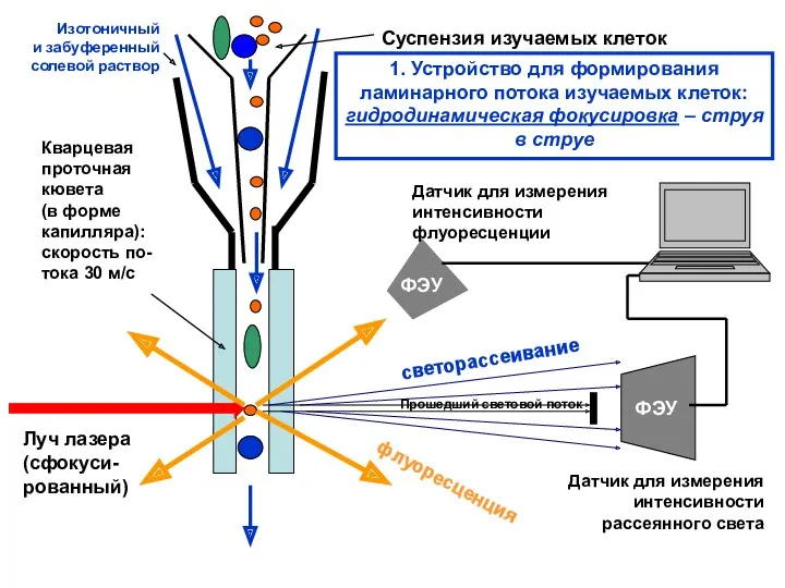 Суспензия изучаемых клеток Изотоничный и забуференный солевой раствор Кварцевая проточная