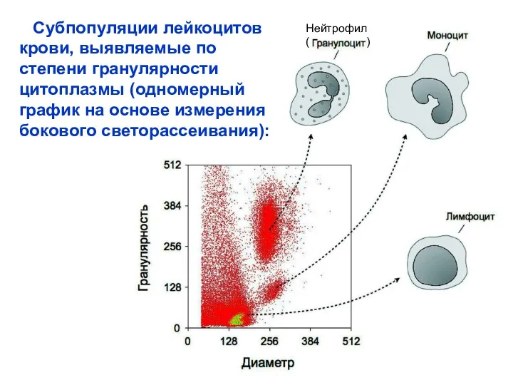 Субпопуляции лейкоцитов крови, выявляемые по степени гранулярности цитоплазмы (одномерный график