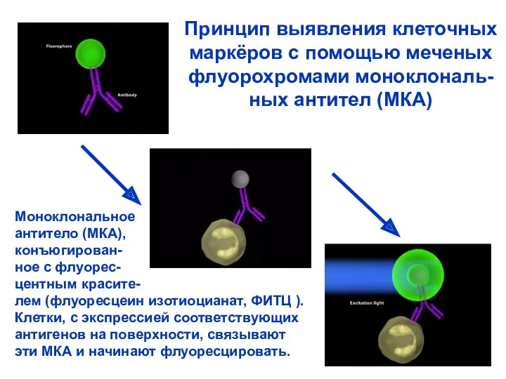 Моноклональное антитело (МКА), конъюгирован- ное с флуорес- центным красите- лем